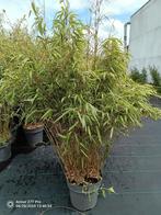 Bamboo, Tuin en Terras, Planten | Struiken en Hagen, Ophalen of Verzenden, Bamboe, 250 cm of meer