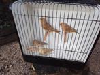 Te koop Schotse groenlingen, Dieren en Toebehoren, Vogels | Overige Vogels, Meerdere dieren, Wildzangvogel, Geringd