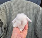 Prachtig Raszuiver Minilop Voedstertje, Dieren en Toebehoren, Konijnen, Vrouwelijk, Dwerg, Hangoor, 0 tot 2 jaar