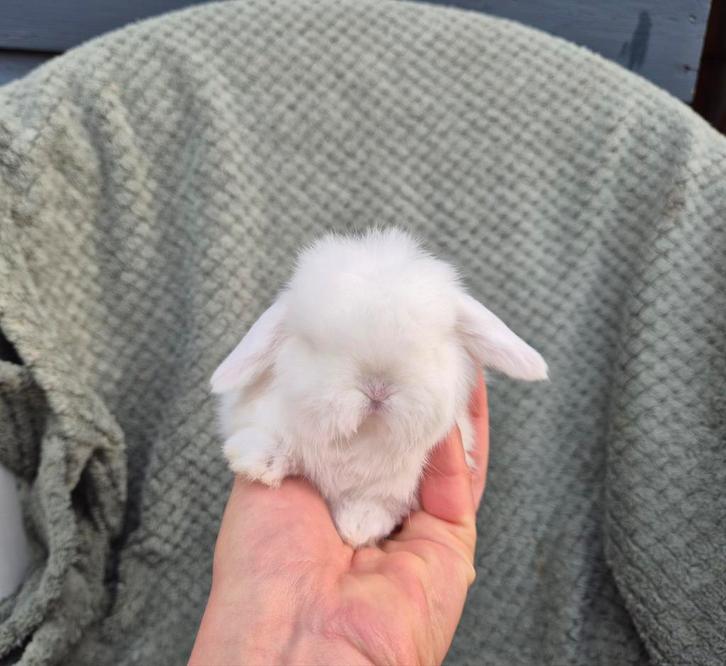 Prachtig Raszuiver Minilop Voedstertje, Dieren en Toebehoren, Konijnen, Dwerg, Vrouwelijk, 0 tot 2 jaar, Hangoor