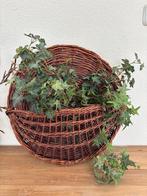 Rieten Ruif, Ophalen of Verzenden, Zo goed als nieuw