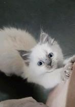 ♡ 5 lieve ragdoll maine coontjes ♡ mogen gelijk mee, Dieren en Toebehoren, Meerdere dieren