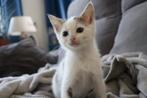 Jonge boerderij kittens , 8 weken oud, Dieren en Toebehoren, Katten en Kittens | Overige Katten