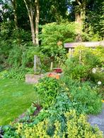 Planten, Tuin en Terras, Planten | Tuinplanten, Ophalen, Bodembedekkers, Vaste plant, Halfschaduw