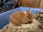 Oranje kleurdwerg, Dieren en Toebehoren, Konijnen, Vrouwelijk, Dwerg, 0 tot 2 jaar