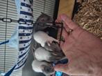 Dumbo ratjes man, Dieren en Toebehoren, Rat, Mannelijk, Juli, Tam