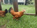 5 sabelpoot hennen, Dieren en Toebehoren, Pluimvee, Vrouwelijk, Kip