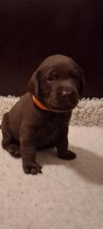 Prachtige lieve labrador pups met stamboom, Dieren en Toebehoren, Honden | Retrievers, Spaniëls en Waterhonden, 8 tot 15 weken