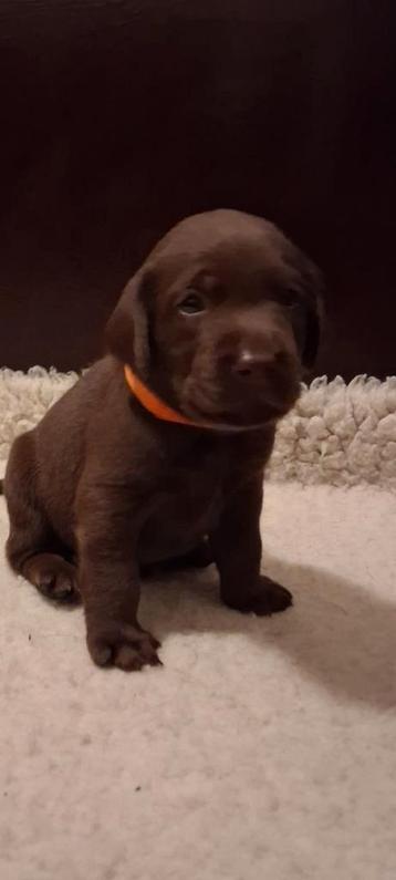 Prachtige lieve labrador pups met stamboom beschikbaar voor biedingen