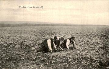 Wieden - van Boekweit  beschikbaar voor biedingen