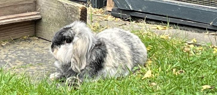Leeuwenkop hangoor konijn - gecastreerd, Dieren en Toebehoren, Konijnen, Middelgroot, Mannelijk, 3 tot 5 jaar, Hangoor