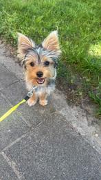 Yorkshire terrier, Yorkshire Terriër, Rabiës (hondsdolheid), 15 weken tot 1 jaar, Reu