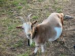 Geit te koop, Dieren en Toebehoren, Schapen, Geiten en Varkens, Vrouwelijk, Geit