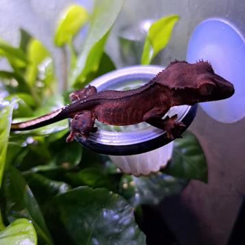 Baby wimpergekko inclusief nieuw terrarium  beschikbaar voor biedingen