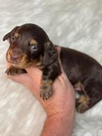 Langharige dwerg teckel reutje 1750€, Dieren en Toebehoren, Honden | Teckels en Dashonden, Nederland, 8 tot 15 weken, Dwerg, Langhaar