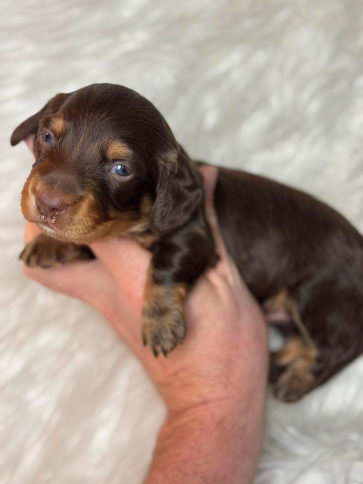 Langharige dwerg teckel reutje 1750€, Dieren en Toebehoren, Honden | Teckels en Dashonden, Meerdere dieren, Langhaar, Dwerg, Fokker | Professioneel