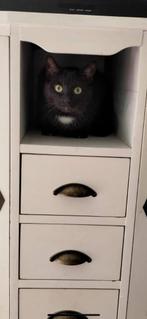 Binnen poes 4 jaar oud, Dieren en Toebehoren, Katten en Kittens | Overige Katten, Poes, Kortharig, 3 tot 5 jaar
