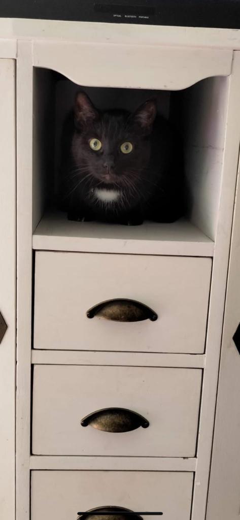 Binnen poes 4 jaar oud, Dieren en Toebehoren, Katten en Kittens | Overige Katten, Kortharig, Poes, 3 tot 5 jaar