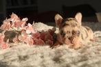 Franse Bulldog pups Belgie , in huis opgevoed met stamboom, Dieren en Toebehoren, België, 8 tot 15 weken, Parvo, Bulldog