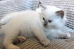Ragdoll kittens (katertjes) met stamboom beschikbaar, Dieren en Toebehoren, Katten en Kittens | Raskatten | Langhaar, Kater, Gechipt