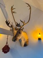 Enorme opgezette kariboe rendier eland Taxidermie, Verzamelen, Dierenverzamelingen, Ophalen of Verzenden, Zo goed als nieuw, Vogel