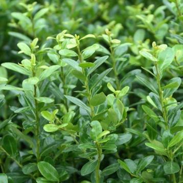Buxus vervanger (Ilex crenata 'Caroline Upright')  beschikbaar voor biedingen