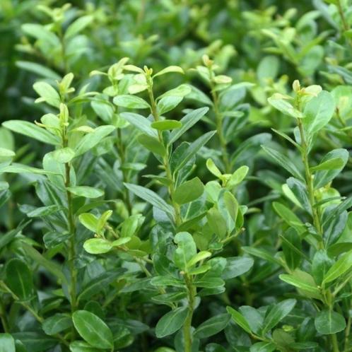 Buxus vervanger (Ilex crenata 'Caroline Upright'), Tuin en Terras, Planten | Struiken en Hagen, Buxus, Minder dan 100 cm, Ophalen