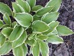 meerdere goed gewortelde stekken van Hosta, Tuin en Terras, Planten | Tuinplanten, Ophalen, Zomer, Overige soorten, Halfschaduw