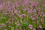 Echte koekoeksbloem (zaad), Tuin en Terras, Bloembollen en Zaden, Ophalen, Zaad