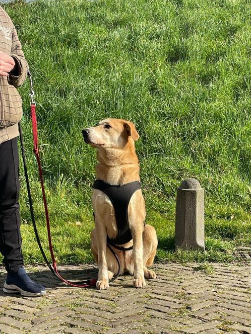 Gouden mandje gezocht, Dieren en Toebehoren, Honden | Niet-rashonden, Teef, Particulier, Eén hond, Buitenland, 1 tot 2 jaar, CDV (hondenziekte)