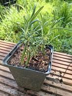 Rozemarijn in p9 € 1,50, Tuin en Terras, Planten | Tuinplanten, Ophalen, Zomer, Volle zon