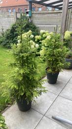 2 leuke kerstbomen in zwarte pot, Tuin en Terras, Planten | Bomen, Bloeit niet, 100 tot 250 cm, Volle zon, In pot