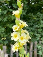 Vaste planten Sisyrinchium Striatum zacht gele bloemen, Zomer, Vaste plant, Overige soorten, Ophalen