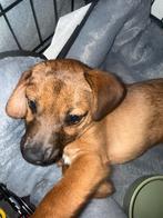 Puppy, Dieren en Toebehoren, Honden | Niet-rashonden, 15 weken tot 1 jaar, Reu, Parvo, Eén hond