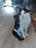 Kitten, Dieren en Toebehoren, Katten en Kittens | Overige Katten, Kater