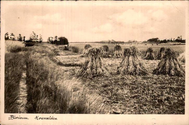 Blaricum- Korenvelden, Verzamelen, Ansichtkaarten | Nederland, Gelopen, Zuid-Holland, Voor 1920, Ophalen of Verzenden