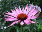 Vaste plantenstekken voor een prikkie, Ophalen, Zomer, Overige soorten, Volle zon