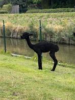 Alpaca hengst van september 2024, Dieren en Toebehoren, September, Mannelijk