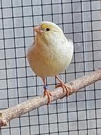 Kanariepop, Dieren en Toebehoren, Vogels | Kanaries, Vrouwelijk, Kleurkanarie