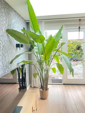 Strelitzia Nicolai in gouden pot 250-300 cm beschikbaar voor biedingen