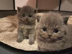 4 raszuivere britse korthaar kittens, Meerdere dieren