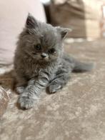 Britse langhaar kitten, Dieren en Toebehoren, Katten en Kittens | Raskatten | Langhaar, Poes, Ontwormd, 0 tot 2 jaar