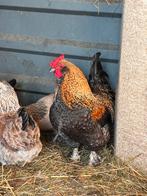 Mooie haantjes en kippen, Dieren en Toebehoren, Pluimvee, Meerdere dieren, Kip