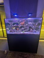 Zeeaquarium compleet 120x50x55 glas., Ophalen of Verzenden, Zo goed als nieuw, Gevuld zeewateraquarium