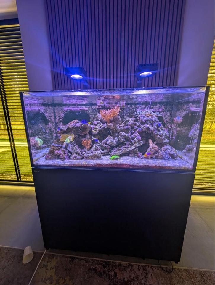 Zeeaquarium compleet 120x50x55 glas., Dieren en Toebehoren, Vissen | Aquaria en Toebehoren, Zo goed als nieuw, Gevuld zeewateraquarium