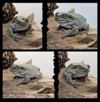 Litoria caerulea, Dieren en Toebehoren, Reptielen en Amfibieën, Amfibie, Tam, 0 tot 2 jaar