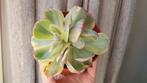 Echeveria Blue Waves variegated 2-koppig vetplant succulent, Vetplant, Ophalen of Verzenden, In pot, Minder dan 100 cm