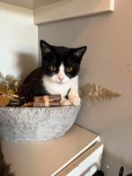 Laatste semi britse korthaar kater 7 maanden!!!, Dieren en Toebehoren, Katten en Kittens | Overige Katten, Kater, Kortharig