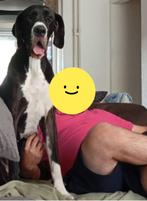 Duitse Dog (herplaatser), Rabiës (hondsdolheid), Overige rassen, 1 tot 2 jaar, Teef