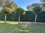 Bolboom - Prachtige Tuinboom, Tuin en Terras, Planten | Bomen, Bloeit niet, 100 tot 250 cm, Ophalen, Volle zon